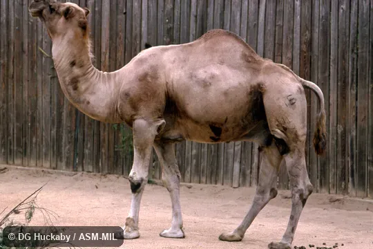 Side view of walking adult.  Also as Dromedary Camel, One-Humped Camel, Single-Humped Camel.