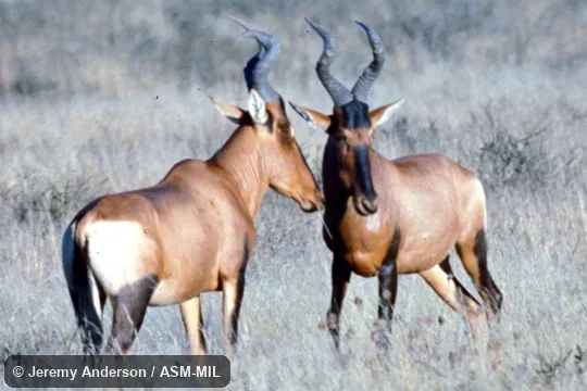 Side view. Alcelaphus buselapus caama. Formerly Alcelaphus caama, Red Hartebeest. Side view. Alcelaphus buselapus caama. Formerly Alcelaphus caama, Red Hartebeest.