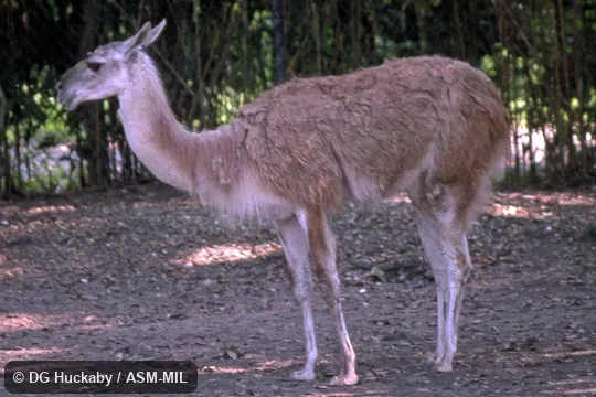 Side view of standing adult.  Formerly Lama glama guanicoe.