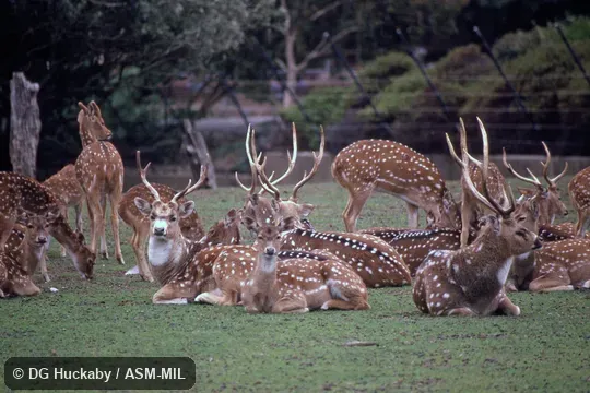 Herd of both sexes and various ages. Also as Axis Deer|Indian Spotted Deer. Herd of both sexes and various ages. Also as Axis Deer|Indian Spotted Deer.