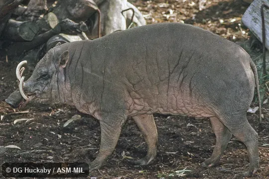 Side view of adult male.  Formerly Babyrousa babyrussa celebensis.
