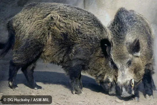 Two adult males pushing faces.  Also as Wild Boar.