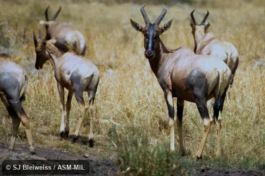 Damaliscus lunatus topi. Small herd. Formerly as Damaliscus korrigum topi. Also as Damaliscus topi, Coastal Topi. Damaliscus lunatus topi. Small herd. Formerly as Damaliscus korrigum topi. Also as Damaliscus topi, Coastal Topi.
