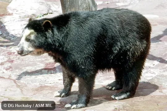 Side view of standing adult.  Also as Spectacled Bear.
