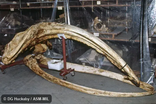 Side view of skull and lower jaw. Formerly in order Cetacea. Also as Arctic Right Whale|Bowhead|Bunch-back Whale|Great Polar Whale|Greenland Right Whale|Greenland Whale|Steeple-top. Side view of skull and lower jaw. Formerly in order Cetacea. Also as Arctic Right Whale|Bowhead|Bunch-back Whale|Great Polar Whale|Greenland Right Whale|Greenland Whale|Steeple-top.