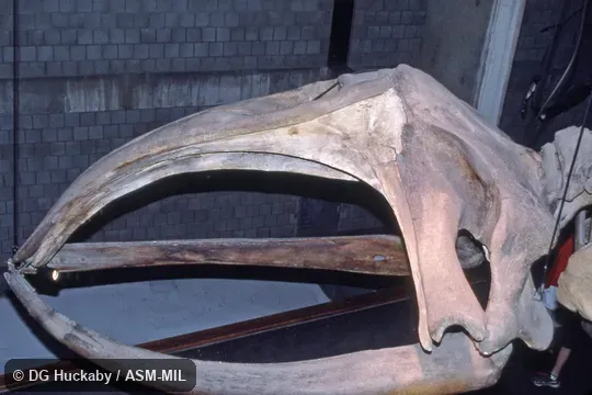 Side view of skull and lower jaw. Formerly in order Cetacea. Also as Biscayan Right Whale|Black Right Whale|Nordcaper|Northern Right Whale. Side view of skull and lower jaw. Formerly in order Cetacea. Also as Biscayan Right Whale|Black Right Whale|Nordcaper|Northern Right Whale.