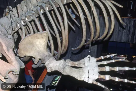 Close up of front limb of mounted skeleton.  Formerly in order Cetacea.  Also as Biscayan Right Whale, Black Right Whale, Nordcaper, Northern Right Whale.