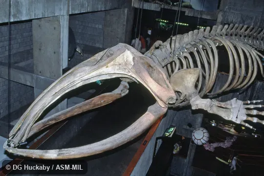 Side view of most of mounted skeleton.  Formerly in order Cetacea.  Also as Biscayan Right Whale, Black Right Whale, Nordcaper, Northern Right Whale.