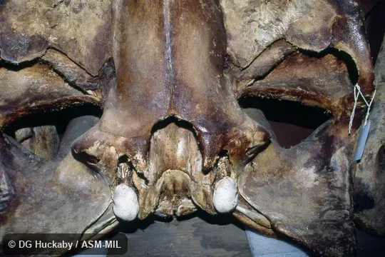 Ventral view of braincase, showing intact tympanoperiotic.  Formerly in order Cetacea.  Also as Lesser Rorqual|Little Piked Whale|Sharp-headed Finner Whale|North Atlantic Minke Whale|North Pacific Minke Whale.