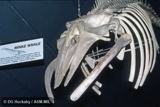 Dorsal view of skull of mounted skeleton.  Formerly in order Cetacea.  Also as Lesser Rorqual, Little Piked Whale, Sharp-headed Finner Whale, North Atlantic Minke Whale, North Pacific Minke Whale.
