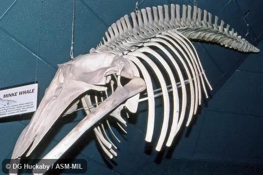 Quartering side view of mounted skeleton.  Formerly in order Cetacea.  Also as Lesser Rorqual, Little Piked Whale, Sharp-headed Finner Whale, North Atlantic Minke Whale, North Pacific Minke Whale.