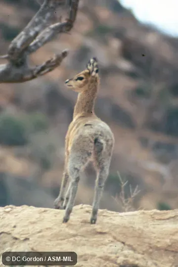Rear view with side view of head.  Oreotragus oreotragus schillingsi.  Formerly as Oreotragus oreotragus saltatrixoides.  Also as Oreotragus schillingsi, Maasai Klipspringer.