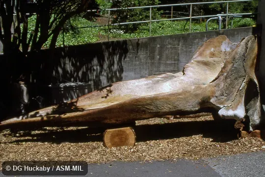 Side view of skull.  Formerly in order Cetacea.  Formerly as Physeter catodon.  Also as Cachalot, Pot Whale, Spermacet Whale.