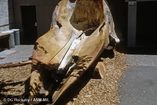 Frontal view of skull.  Formerly in order Cetacea.  Formerly as Physeter catodon.  Also as Cachalot, Pot Whale, Spermacet Whale.