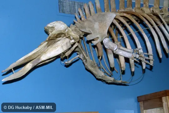 Side view of skull and body of mounted skeleton. Formerly in order Cetacea. Also as Arch-beaked Whale. Side view of skull and body of mounted skeleton. Formerly in order Cetacea. Also as Arch-beaked Whale.