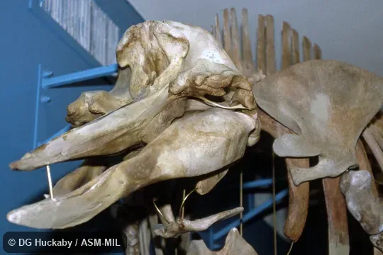 Quartering view of skull.  Formerly in order Cetacea.  Also as Arch-beaked Whale.