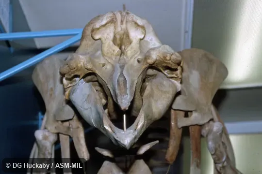 Frontal view of skull.  Formerly in order Cetacea.  Also as Arch-beaked Whale.