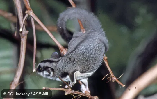 Adult on limb, partially showing membrane.  Also as Lesser Flying Phalanger|Lesser Flying Squirrel|Lesser Glider|Short-headed Flying Phalanger|Sugar Squirrel|Tasmanian Sugar Glider.