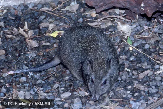 Frontal view of adult. Also as Long-nosed Rat-kangaroo. Frontal view of adult. Also as Long-nosed Rat-kangaroo.