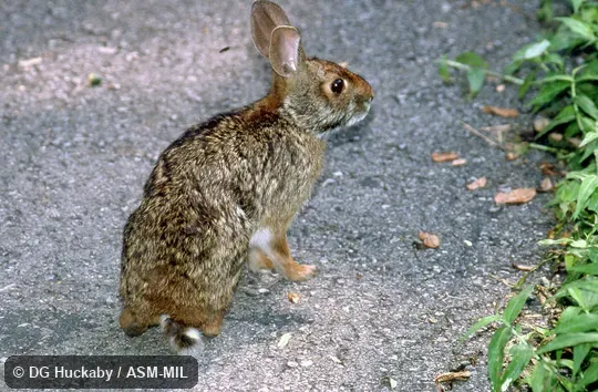 Quartering rear view of adult