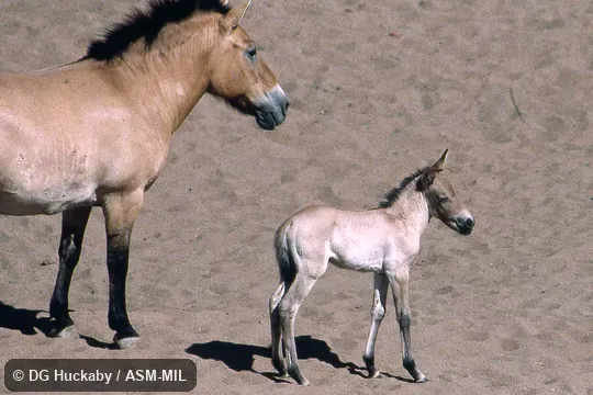 Foal and its mother.  Equus ferus przewalskii.  Also as Equus caballus przewalskii or Equus przewalskii.  Also as Takhi, Eurasian Wild Horse, Przewalski's Horse..