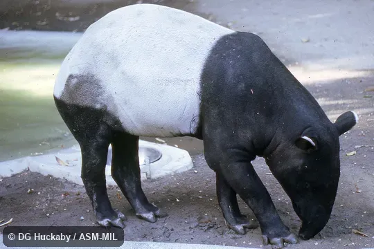 Side view of standing adult.  Also as Acrocodia indica.  Also as Malayan Tapir, Indian Tapir, Malay Tapir.
