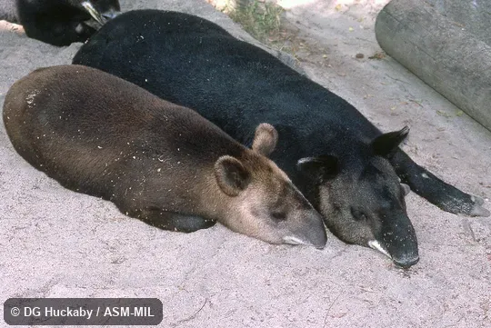 Dorsal view of adult and subadult lying down.  Also as Andean Tapir, Woolly Tapir.