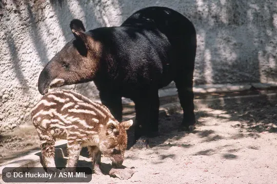 Adult and striped juvenile standing.  Also as Andean Tapir, Woolly Tapir.