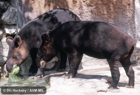 Two adults.  Also as Andean Tapir, Woolly Tapir.