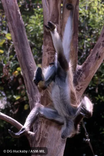 Adult hanging only by prehensile tail. Also as Brown Spider Monkey. Adult hanging only by prehensile tail. Also as Brown Spider Monkey.