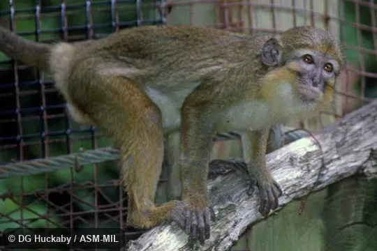 Side view of adult female.  Also as Gabon Talapoin Monkey.