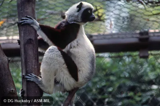 Adult holding onto tree trunk with head turned 180 degrees