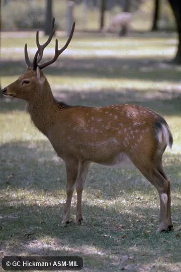 Side view of captive buck. Side view of captive buck.