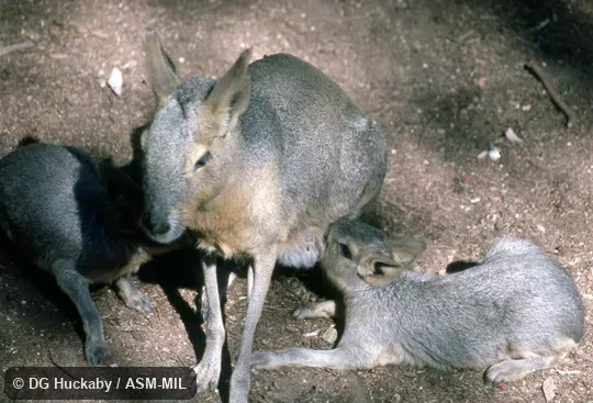 Female suckling young.  Also as Mara, Patagonian Cavy, Patagonian Hare.