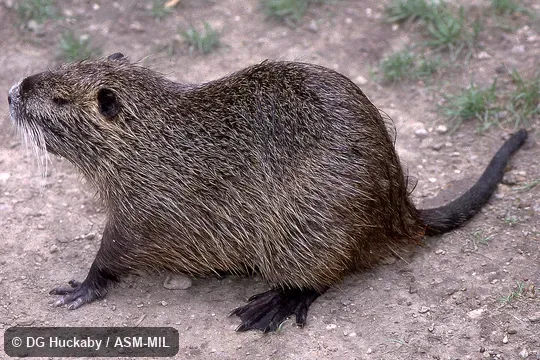 Side view of adult showing feet and tail.  Also as Nutria.  Formerly in Myocastoridae.