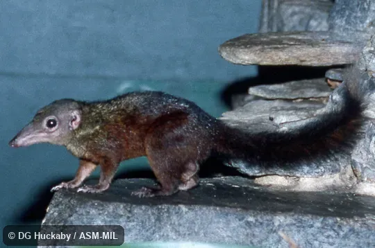 Side view of standing adult Side view of standing adult