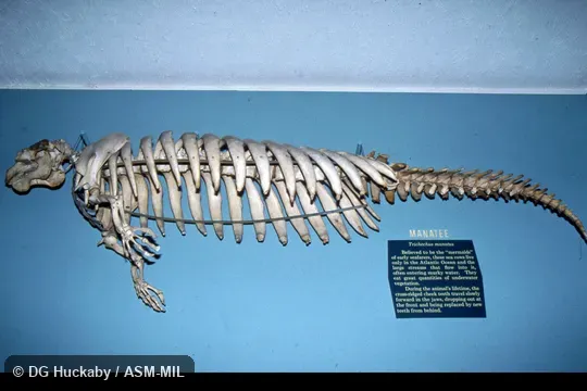 Side view of mounted skeleton.  Also as American Manatee, Antillean Manatee, Caribbean Manatee, Florida Manatee, North American Manatee.