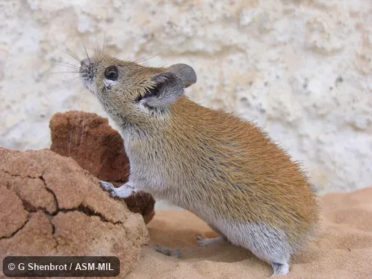 Side view of adult. Image on cover of Journal of Mammalogy 91(4) Side view of adult. Image on cover of Journal of Mammalogy 91(4)