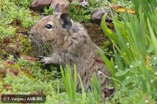 Side view of anterior half of adult.  Image on cover of Journal of Mammalogy 92(6). Also as Degu.