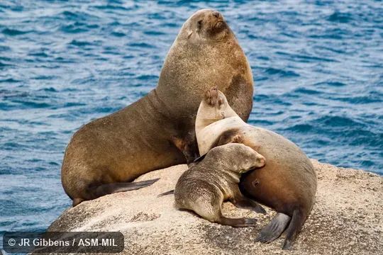 Adult male, adult female, and young on rock; Arctocephalus pusillus doriferus.  Image on cover of Journal of Mammalogy 91(2).  Also as Brown Fur Seal, Australian Fur Seal, Tasmanian Fur Seal, Victorian Fur Seal.