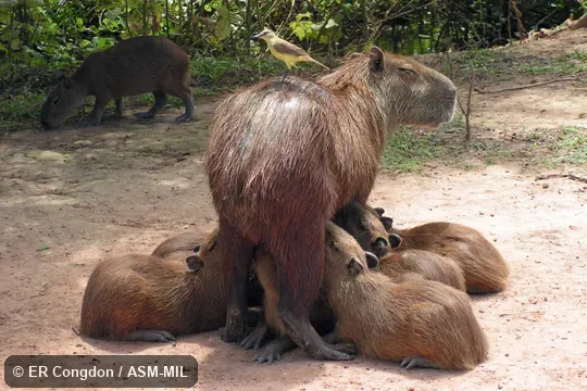 Female with litter, suckling.  Image on cover of Journal of Mammalogy 92(1).  Also as Capybara, Carpincho.