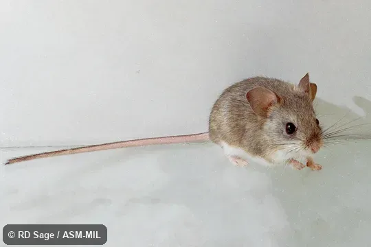 Side view of adult. Image on cover of Journal of Mammalogy 92(6). Also as Eastern Patagonian Laucha|Highland Gerbil Mouse. Side view of adult. Image on cover of Journal of Mammalogy 92(6). Also as Eastern Patagonian Laucha|Highland Gerbil Mouse.