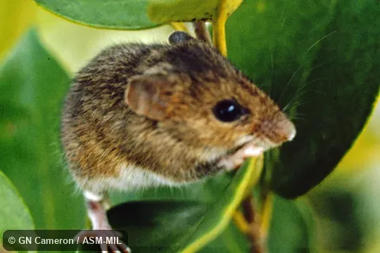 Diagonal view of animal climbing in vegetation