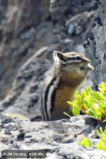 Side view of adult.  Neotamias amoenus affinis.  Formerly Tamias amoenus.