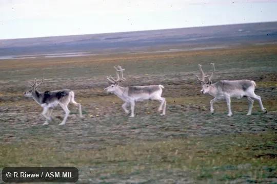 Side view of three males. Rangifer tarandus pearyi. Also as Rangifer arcticus pearyi, Peary's Caribou|Ellesmere Land Caribou. Side view of three males. Rangifer tarandus pearyi. Also as Rangifer arcticus pearyi, Peary's Caribou|Ellesmere Land Caribou.