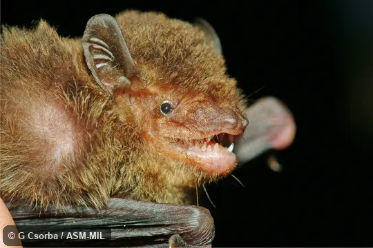 Close-up of side of head; paratype; HNHM 2006.34.37 Close-up of side of head; paratype; HNHM 2006.34.37