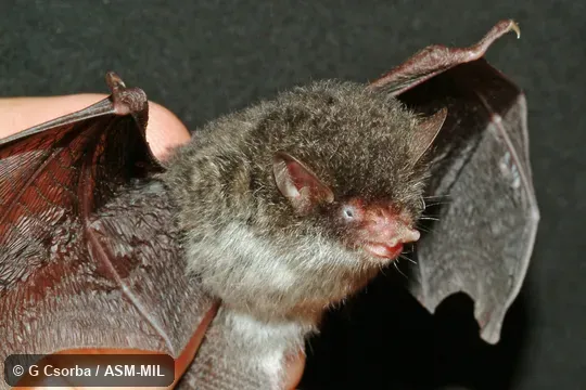 Head, body, and most of wings; paratype; HNHM 2007.50.7.  Also as Diabolic Tube-nosed Bat.