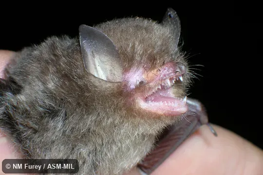 Close-up of head (HNHM.2007.27.8) Close-up of head (HNHM.2007.27.8)