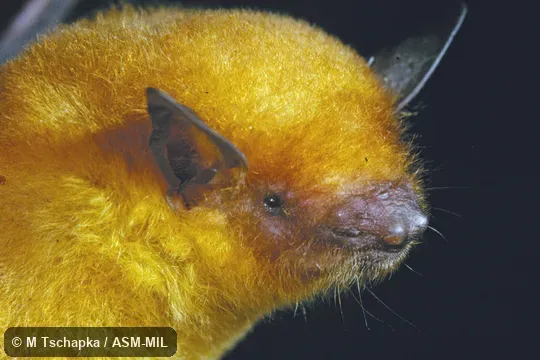 Side view of head. Image in Mammalian Species 892.