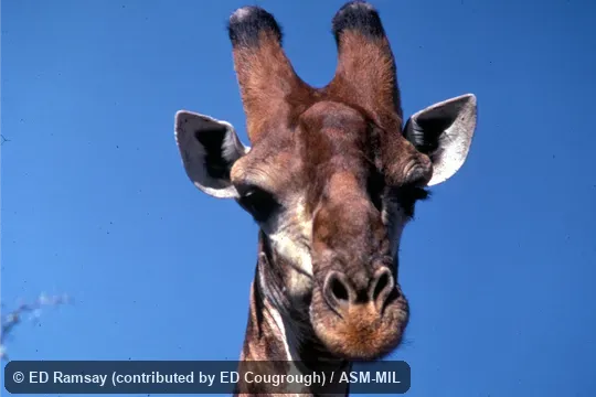 Close-up of head, showing ossicones.  Giraffa giraffa giraffa.  Formerly as Giraffa camelopardalis giraffa or Giraffa giraffa, Cape Giraffe|South African Giraffe.